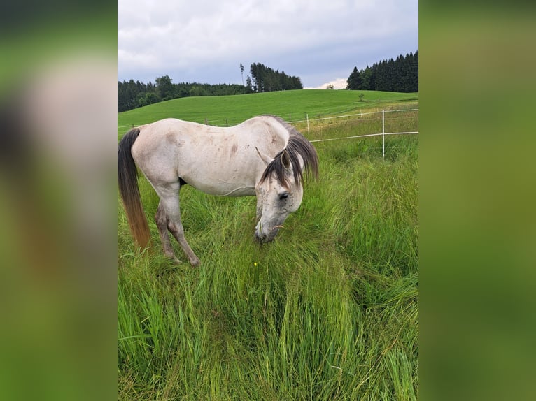 Asil Arabian Gelding 10 years 14,2 hh Grey-Dark-Tan in Ravensburg