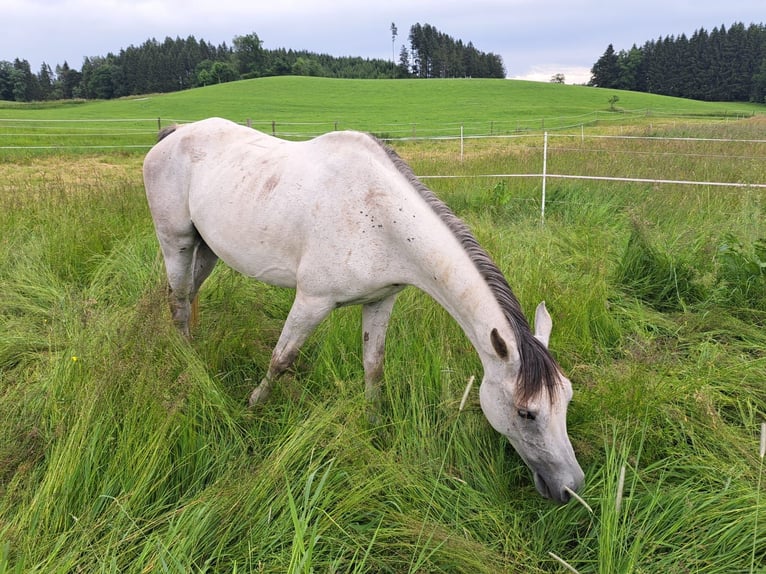 Asil Arabian Gelding 10 years 14,2 hh Grey-Dark-Tan in Ravensburg