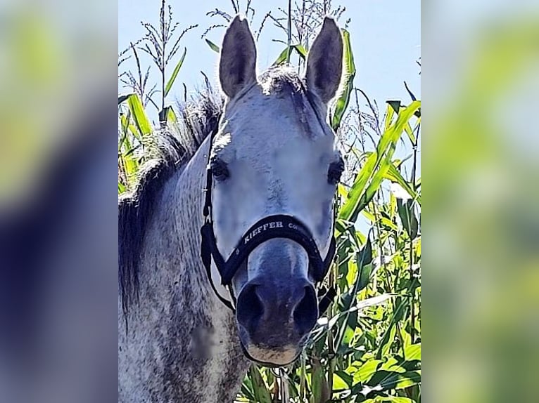 Asil Arabian Gelding 10 years 15,1 hh Grey in Gersheim
