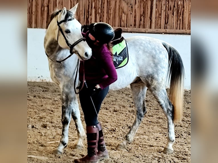 Asil Arabian Gelding 10 years 15,1 hh Grey in Gersheim