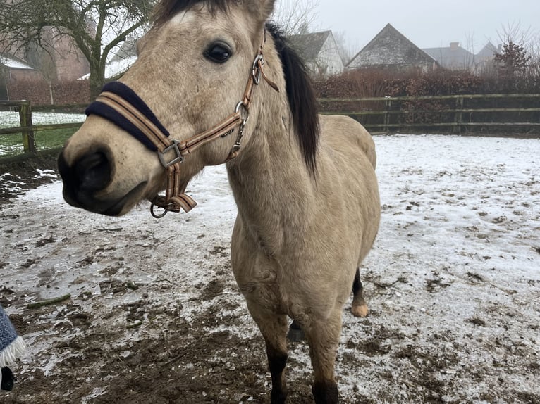 Asil Arabian Mix Gelding 11 years 13,2 hh Dun in OBIES