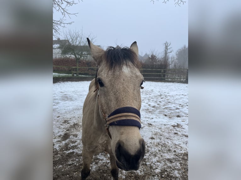 Asil Arabian Mix Gelding 11 years 13,2 hh Dun in OBIES