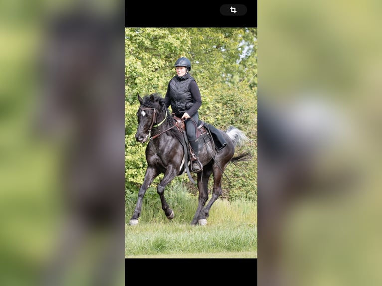 Asil Arabian Gelding 11 years 15,2 hh Rabicano in Bürstadt