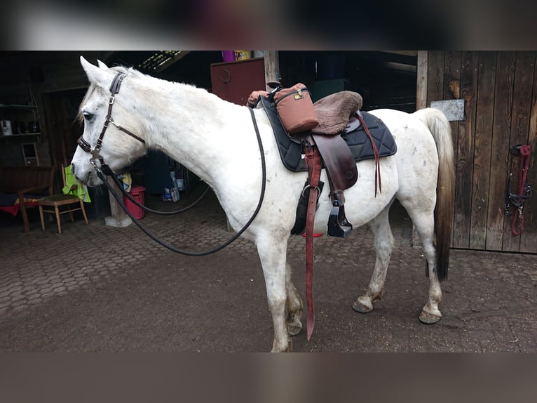 Asil Arabian Gelding 13 years 15 hh Grey in Sontheim an der Brenz