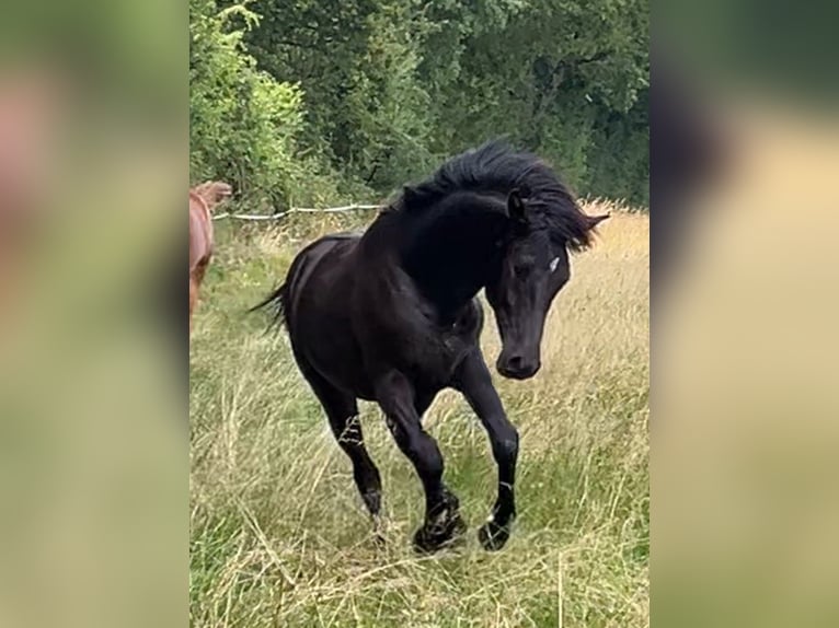 Asil Arabian Gelding 1 year 14,1 hh Black in VERNON