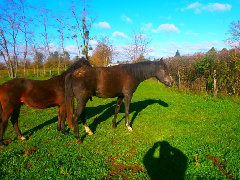 Asil Arabian Gelding 2 years 14,2 hh Smoky-Black in Moulins