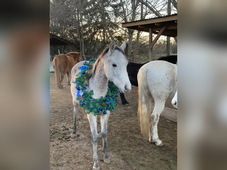 Asil Arabian Gelding 2 years 15,2 hh Gray-Red-Tan in Reutlingen