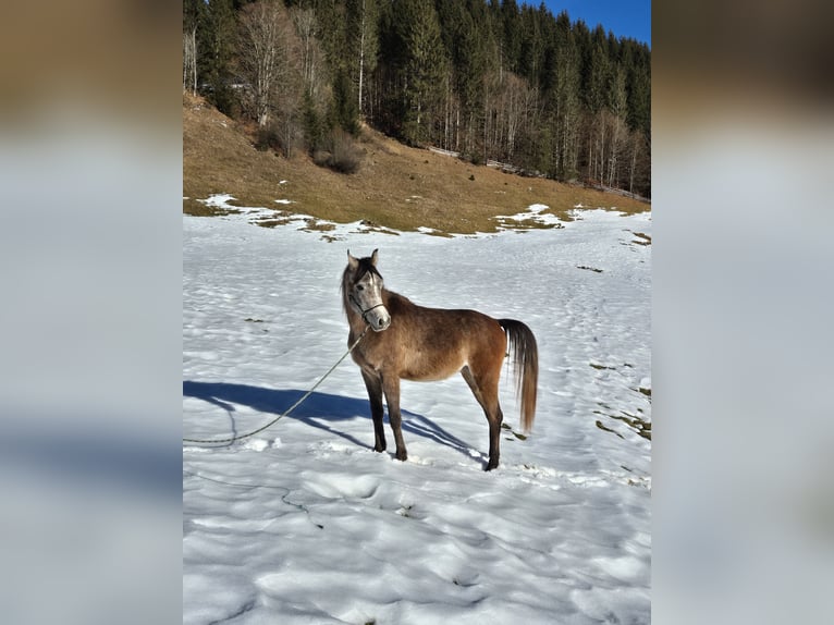 Asil Arabian Gelding 3 years 15,1 hh Gray in Achenkirch