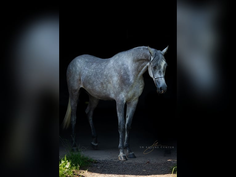 Asil Arabian Gelding 3 years 15,3 hh Gray in Komárov