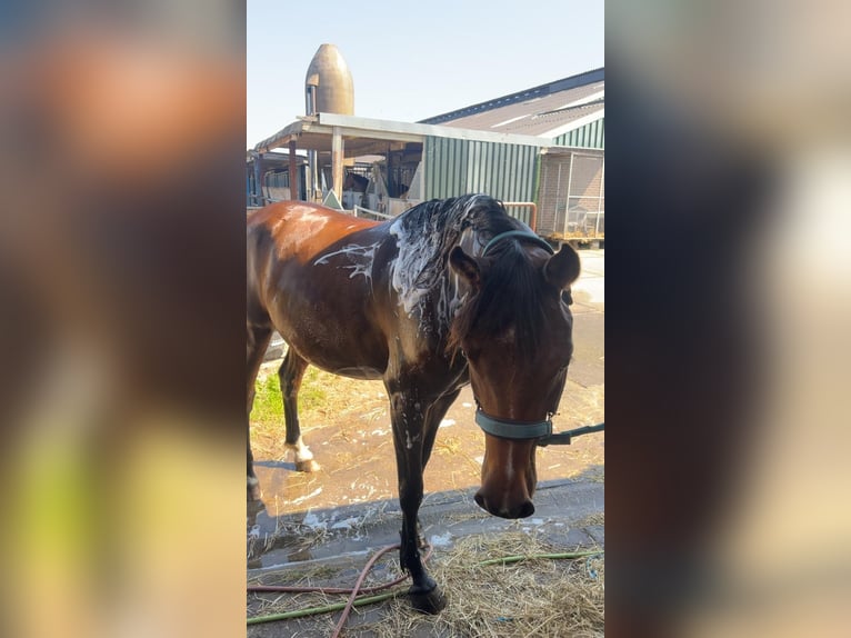 Asil Arabian Gelding 4 years 14,2 hh Brown in Spaarndam
