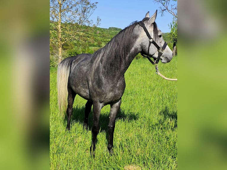 Asil Arabian Gelding 4 years 14,3 hh Gray-Dark-Tan in Gersheim