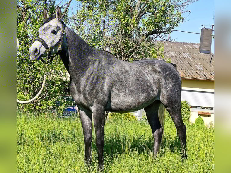 Asil Arabian Gelding 4 years 14,3 hh Gray-Dark-Tan in Gersheim