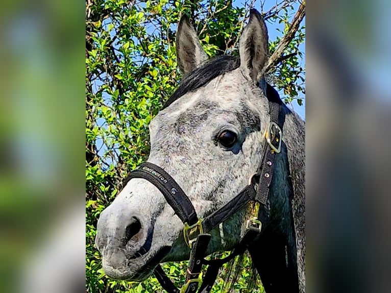 Asil Arabian Gelding 4 years 14,3 hh Gray-Dark-Tan in Gersheim