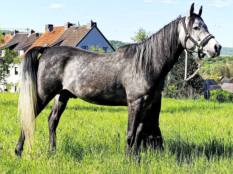 Asil Arabian Gelding 4 years 14,3 hh Gray-Dark-Tan in Gersheim