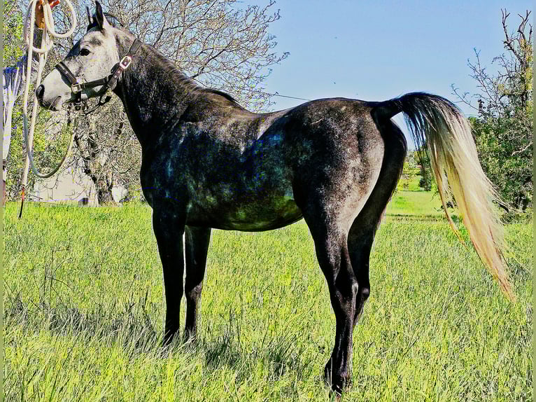 Asil Arabian Gelding 4 years 14,3 hh Gray-Dark-Tan in Gersheim