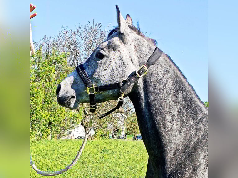 Asil Arabian Gelding 4 years 14,3 hh Gray-Dark-Tan in Gersheim