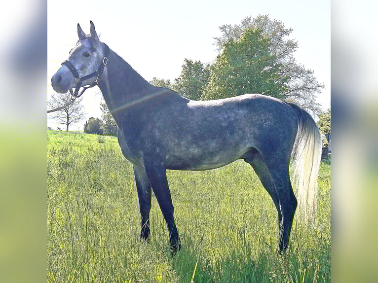 Asil Arabian Gelding 4 years 14,3 hh Gray-Dark-Tan in Gersheim