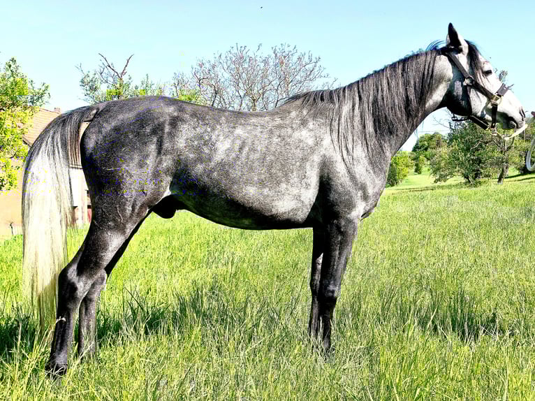 Asil Arabian Gelding 4 years 14,3 hh Gray-Dark-Tan in Gersheim