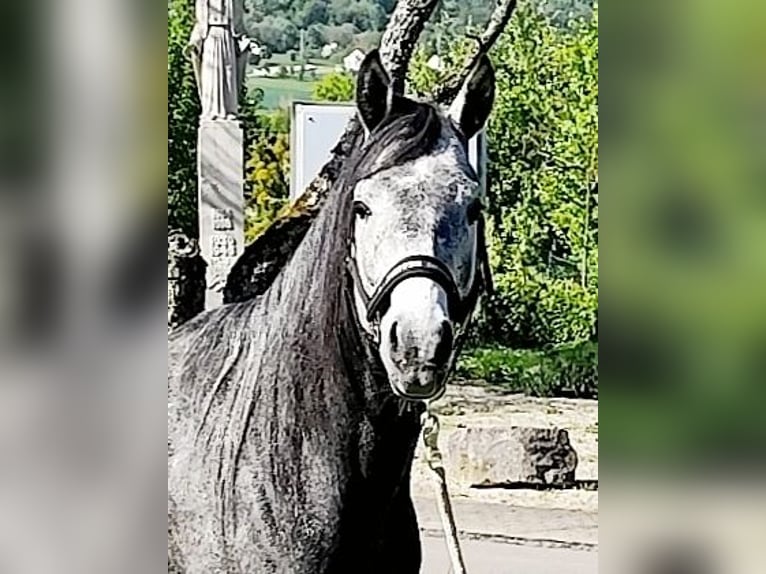 Asil Arabian Gelding 4 years 14,3 hh Gray-Dark-Tan in Gersheim