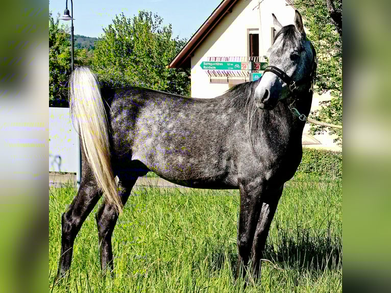 Asil Arabian Gelding 4 years 14,3 hh Gray-Dark-Tan in Gersheim