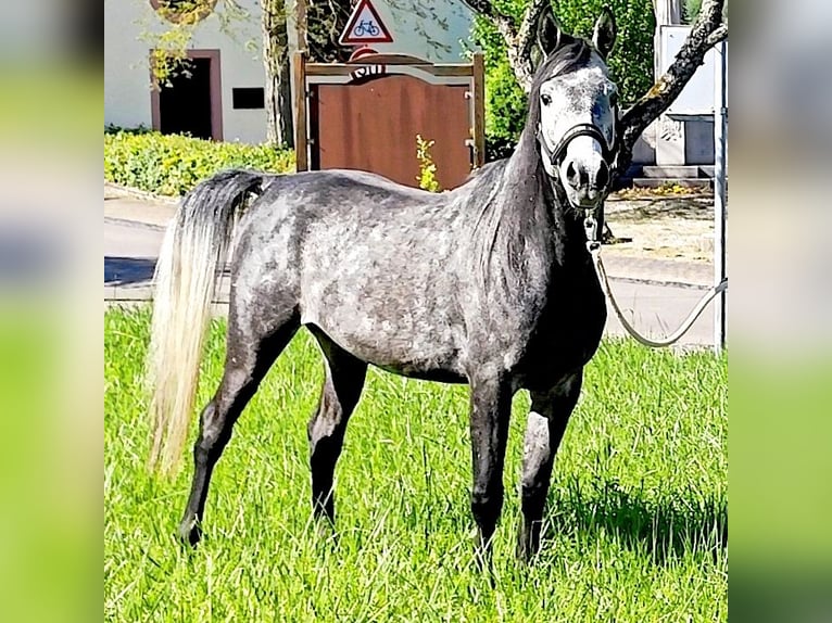 Asil Arabian Gelding 4 years 14,3 hh Gray-Dark-Tan in Gersheim