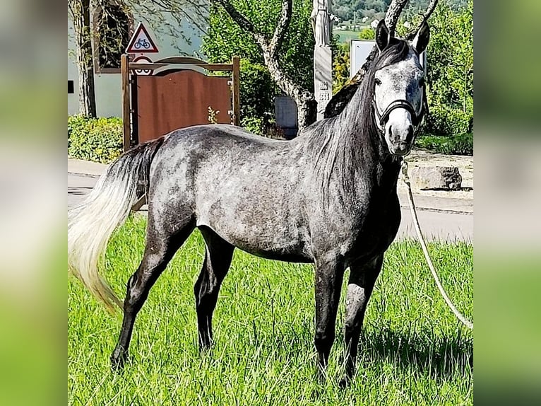 Asil Arabian Gelding 4 years 14,3 hh Gray-Dark-Tan in Gersheim