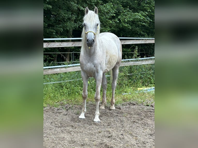 Asil Arabian Gelding 5 years 14.2 hh Grey in Nattheim