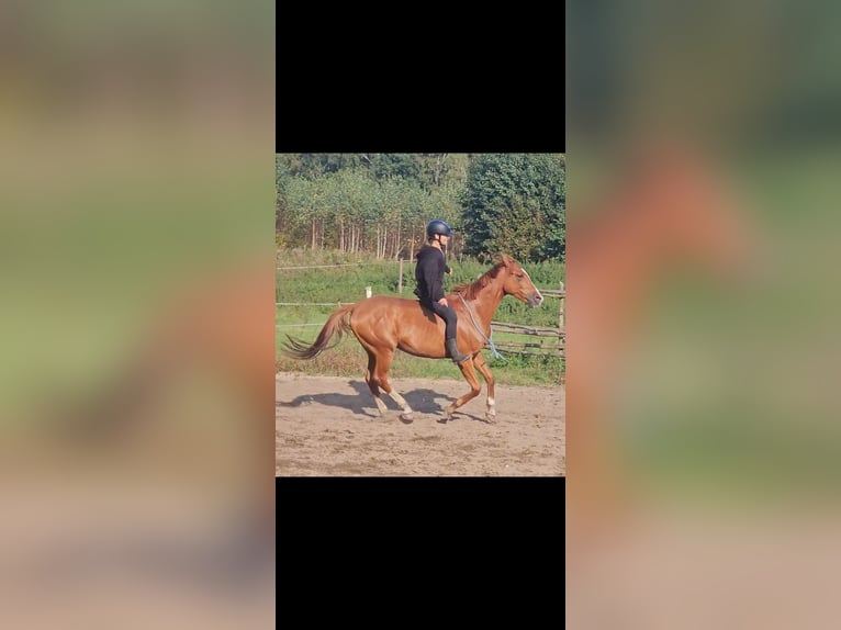 Asil Arabian Gelding 6 years 14,3 hh Chestnut-Red in Miszewko