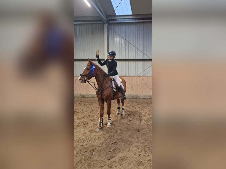 Asil Arabian Gelding 6 years 14,3 hh Chestnut-Red in Miszewko