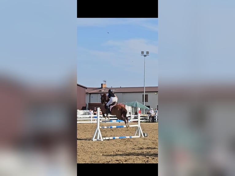 Asil Arabian Gelding 6 years 14,3 hh Chestnut-Red in Miszewko