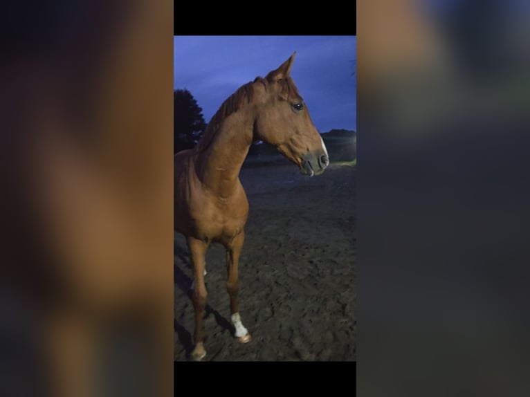 Asil Arabian Gelding 6 years 14,3 hh Chestnut-Red in Miszewko