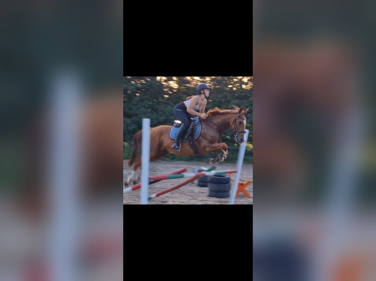 Asil Arabian Gelding 6 years 14,3 hh Chestnut-Red in Miszewko