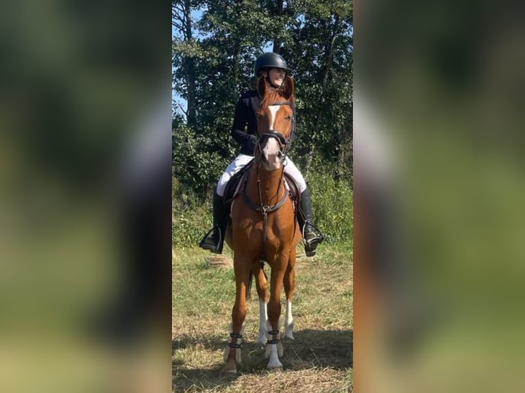 Asil Arabian Gelding 6 years 14,3 hh Chestnut-Red in Miszewko