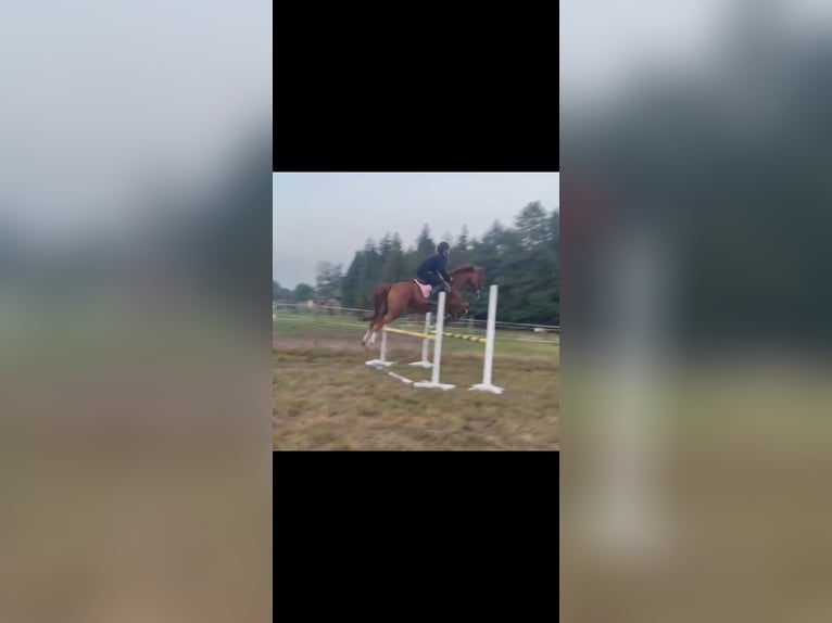 Asil Arabian Gelding 6 years 14,3 hh Chestnut-Red in Miszewko