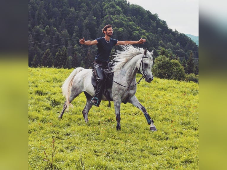 Asil Arabian Gelding 8 years 15.2 hh Grey-Fleabitten in Achenkirch