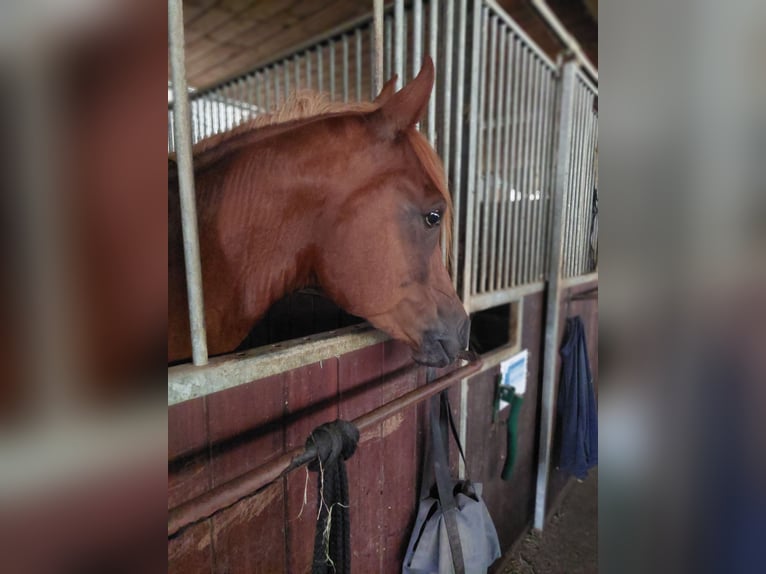 Asil Arabian Gelding 8 years 15 hh Chestnut-Red in Stockach