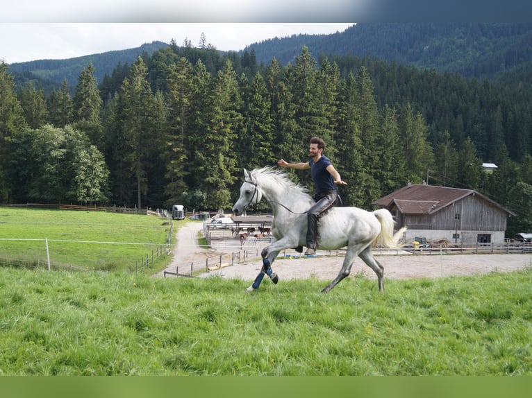 Asil Arabian Gelding 8 years 15,2 hh Grey-Fleabitten in Achenkirch