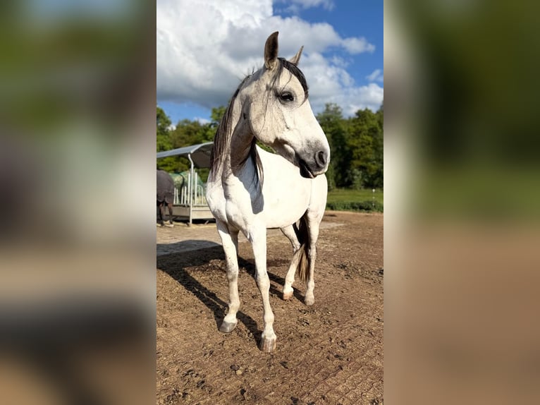 Asil Arabian Gelding 9 years 14.1 hh Grey-Dapple in Bernhardswald