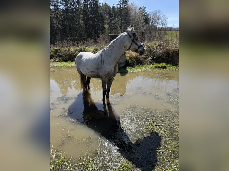 Asil Arabian Gelding 9 years 14.1 hh Grey-Dapple in Bernhardswald