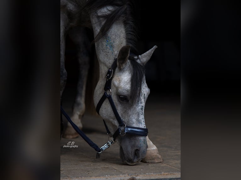 Asil Arabian Gelding 9 years 14.1 hh Grey-Dapple in Bernhardswald