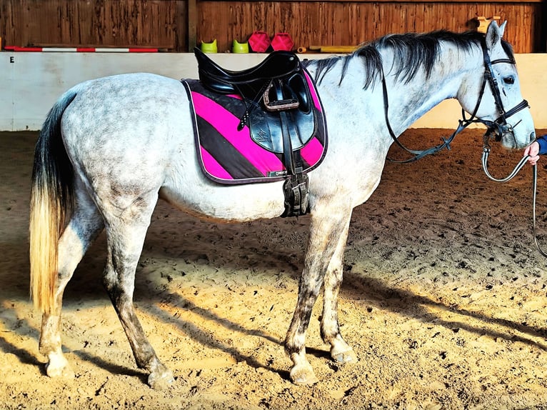 Asil Arabian Gelding 9 years 15,1 hh Grey in Gersheim