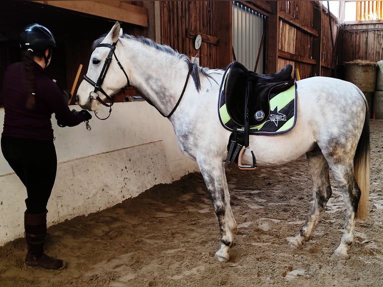 Asil Arabian Gelding 9 years 15,1 hh Grey in Gersheim