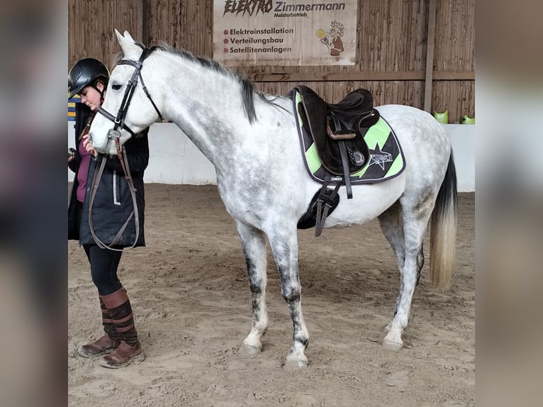 Asil Arabian Gelding 9 years 15,1 hh Grey in Gersheim