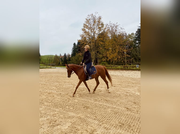 Asil Arabian Mare 12 years 14,2 hh Chestnut-Red in Argenbühl