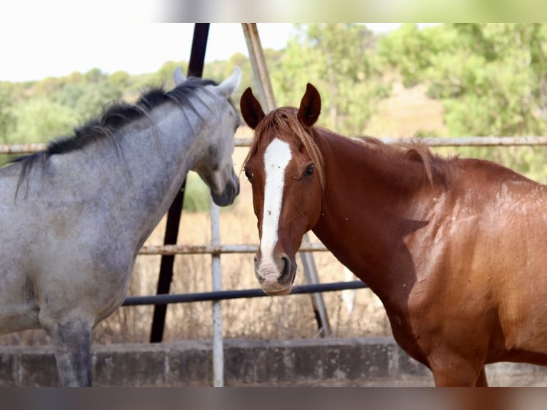 Asil Arabian Mare 12 years 14,2 hh Chestnut-Red in Argenbühl