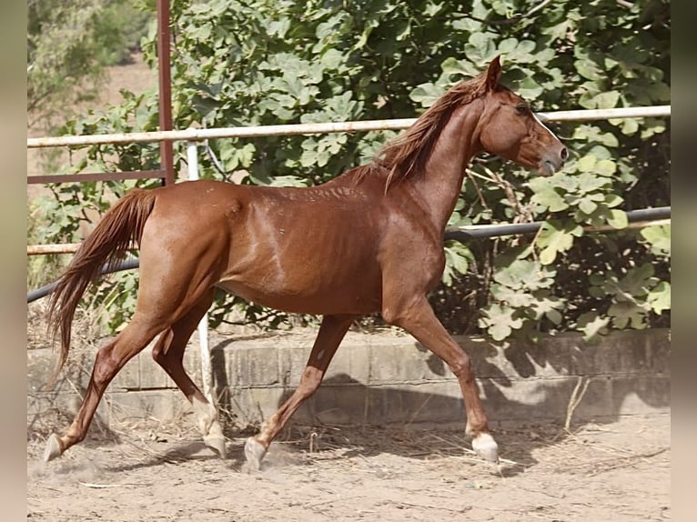 Asil Arabian Mare 12 years 14,2 hh Chestnut-Red in Argenbühl