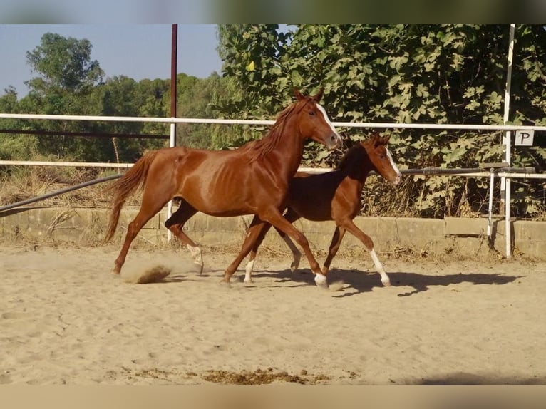 Asil Arabian Mare 12 years 14,2 hh Chestnut-Red in Argenbühl