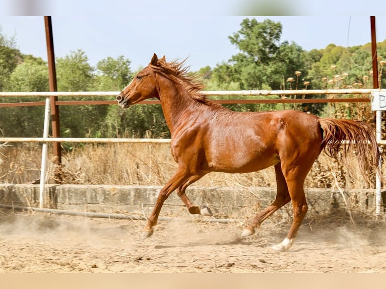 Asil Arabian Mare 12 years 14,2 hh Chestnut-Red in Argenbühl