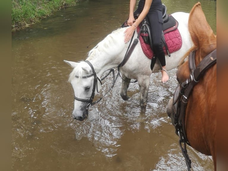 Asil Arabian Mare 12 years 14 hh Grey in Rietberg