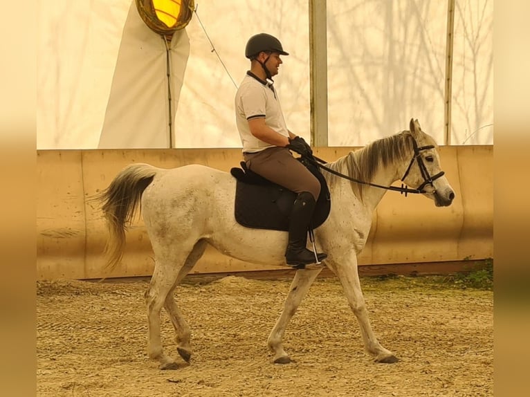 Asil Arabian Mare 13 years 14,1 hh Gray in Gorzone